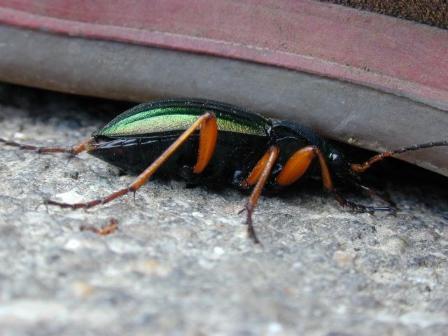 carabus_auratus.jpg