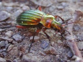 carabus_auratus1_280.jpg