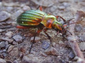 carabus_auratus1_280.jpg