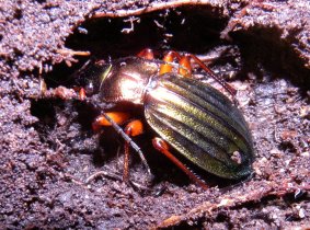 Goldglänzender Laufkäfer (Carabus auronitens)