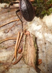 carabus_irregularis1_280.jpg