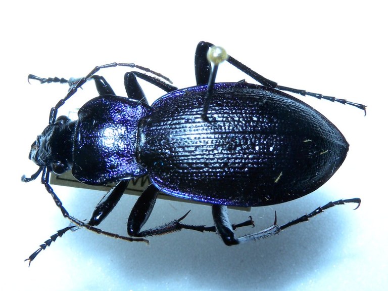 carabus_problematicus1_1024.jpg