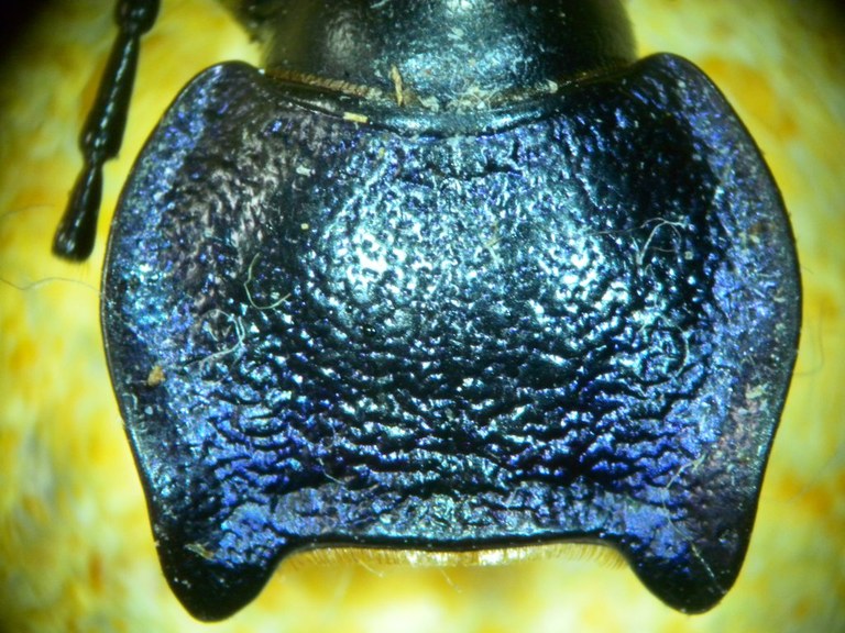 carabus_problematicus_1024.JPG