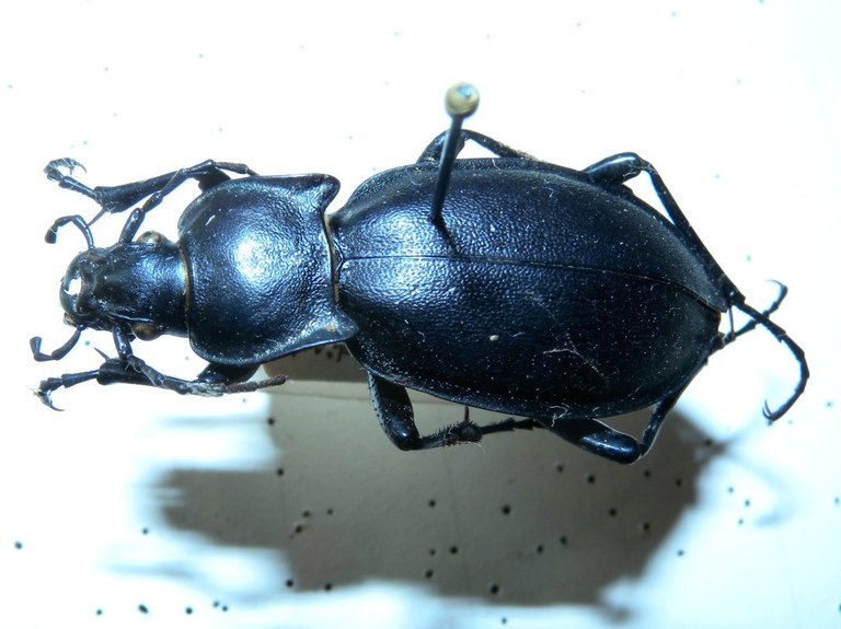 carabus_violaceus_1024.jpg