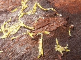 chironomidenlarve_280.jpg