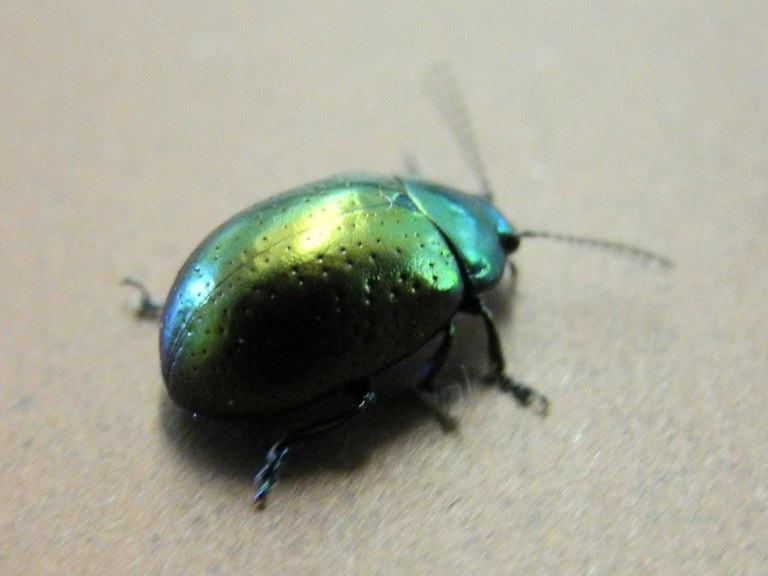 chrysolina_hyperici11_1024.jpg