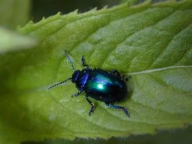 chrysomelide_1_280.JPG