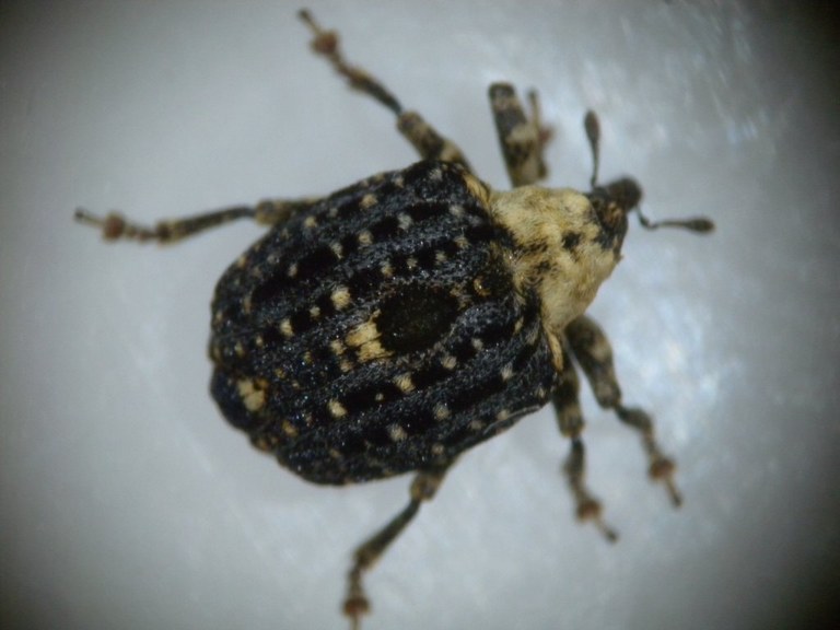 cionus_scrophulariae3_1024.jpg
