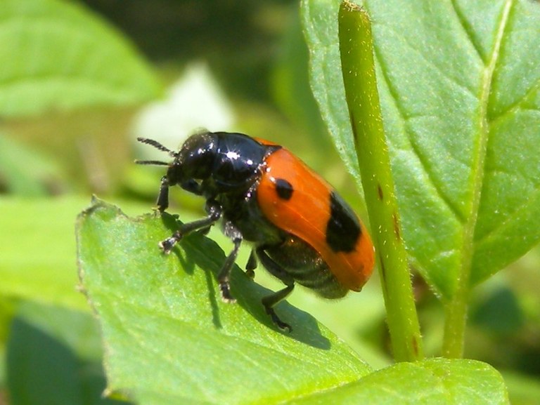 clytra_laeviuscula1_1024.jpg