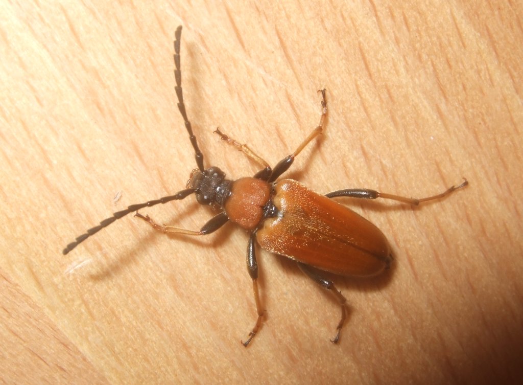 corymbia_rubra_1024.jpg