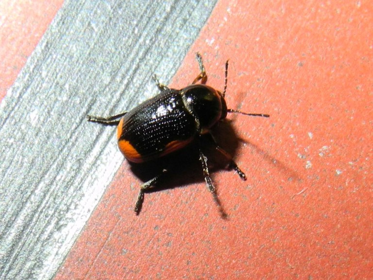 cryptocephalus_moraei2_1024.jpg