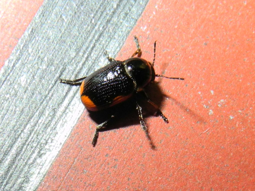 cryptocephalus_moraei2_1024.jpg