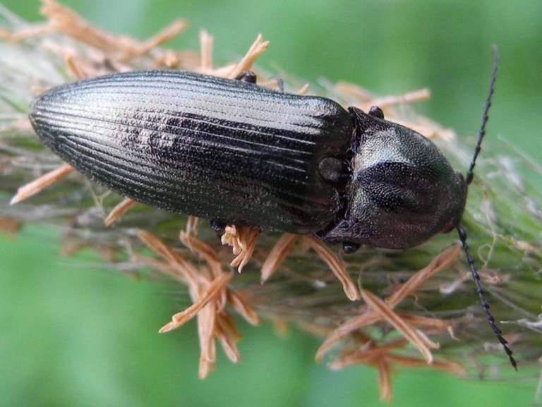 ctenicera_pectinicornis22_1024.jpg