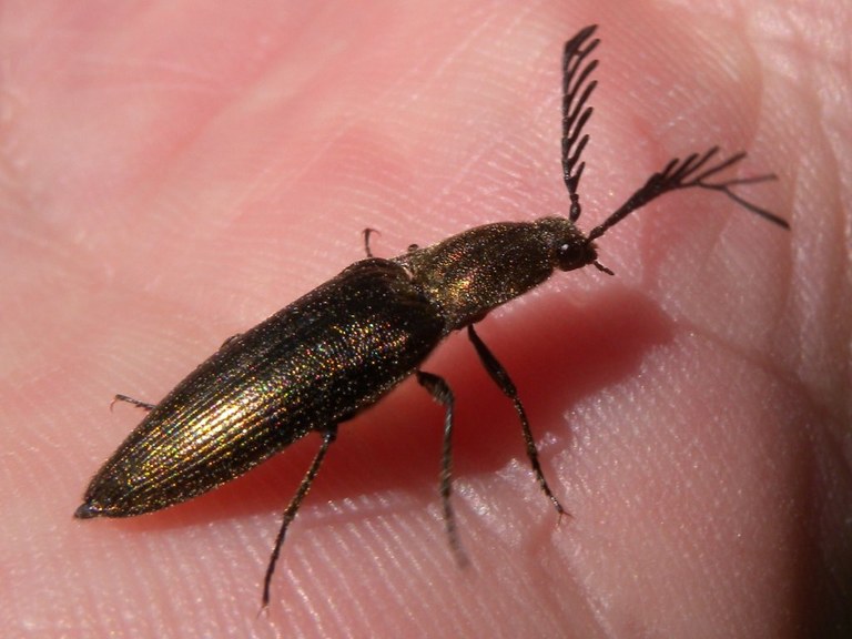 ctenicera_pectinicornis_1024.jpg