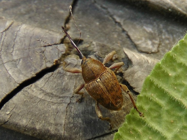 curculio_glandium2_1024.jpg