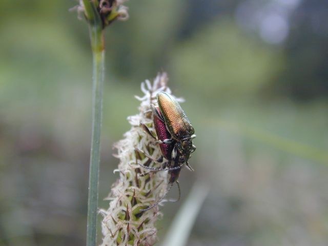 donacia_vulgaris4.jpg