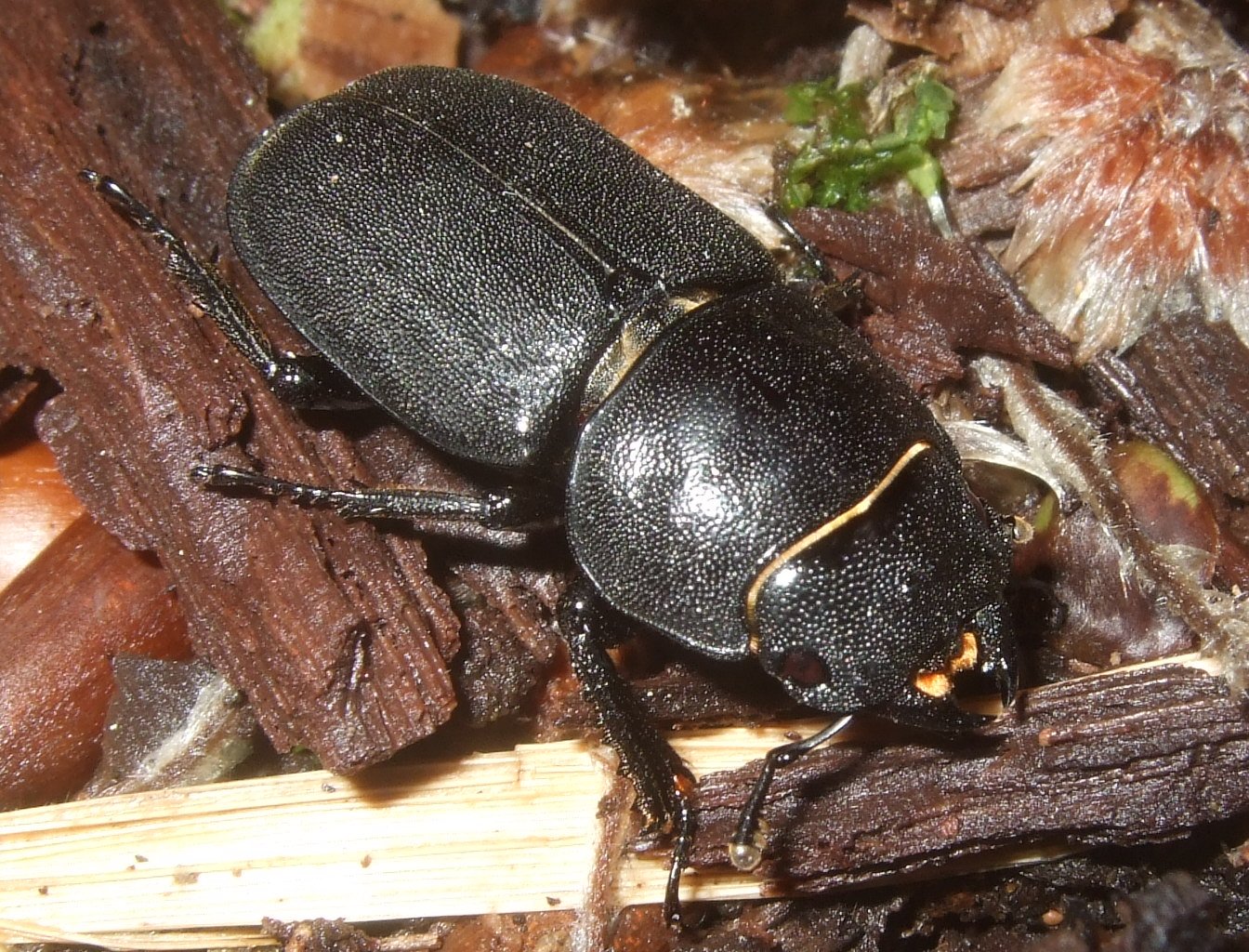 dorcus_parallelopipedus6_1024.jpg