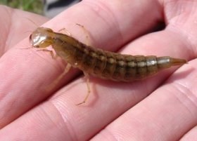 dytiscus_marginalis_larve_280.jpg