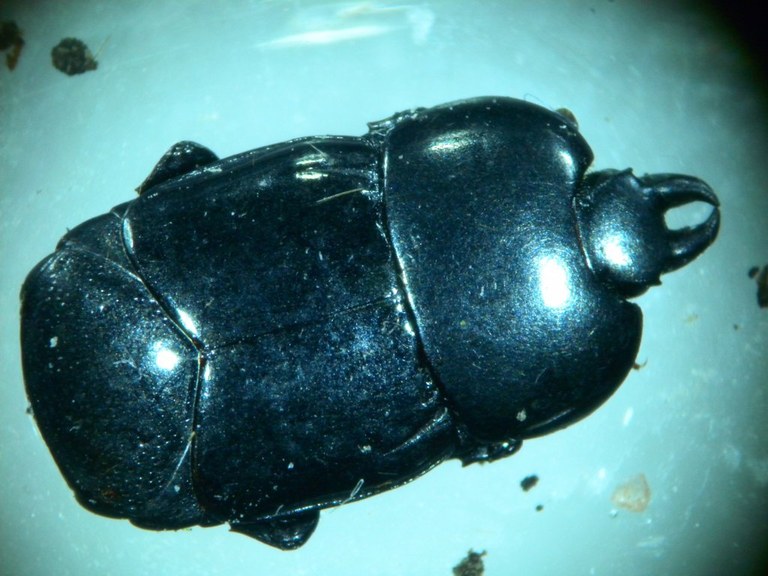 hololepta_plana_oberseite_1024.jpg