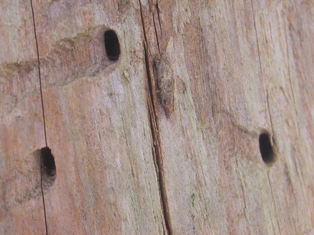 holzbohrloch.jpg