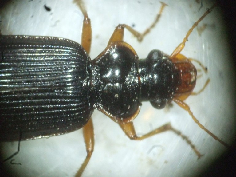 leistus_rufomarginatus4_1024.jpg
