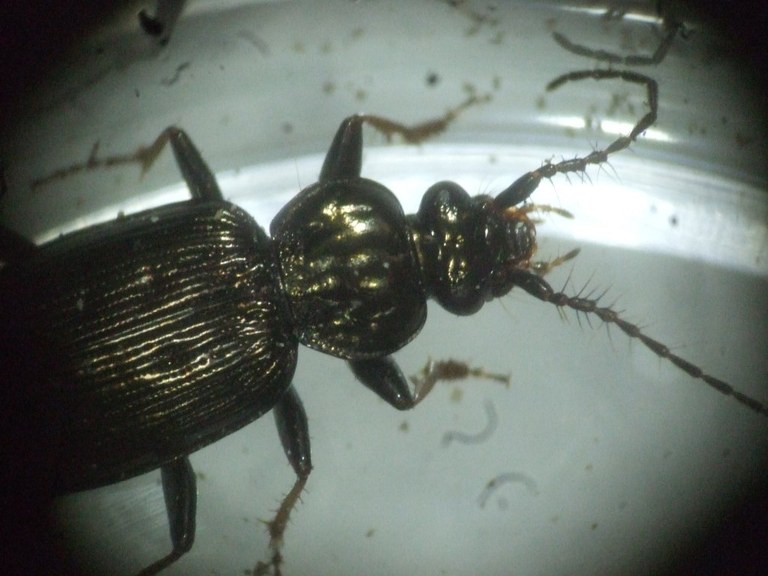 loricera_pilicornis_1024.jpg