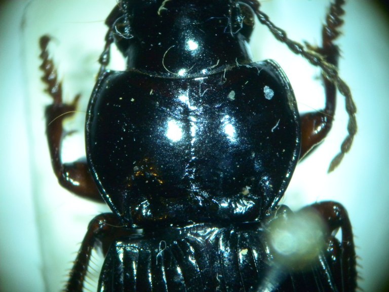 molops_elatus_halsschild_1024.jpg