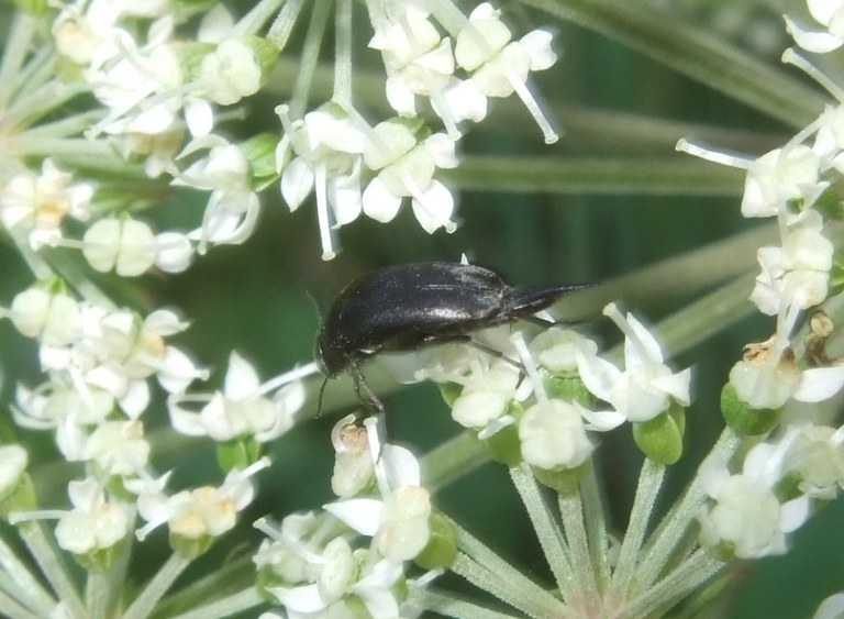 mordellidae_1024.jpg