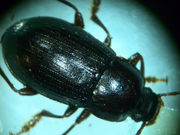nalassus_dermestoides_1024.jpg
