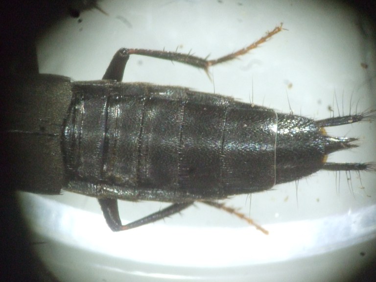 philonthus_decorus_hinterende.JPG