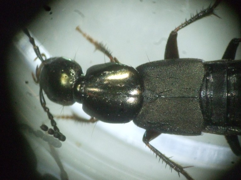 philonthus_decorus_vorderende.JPG