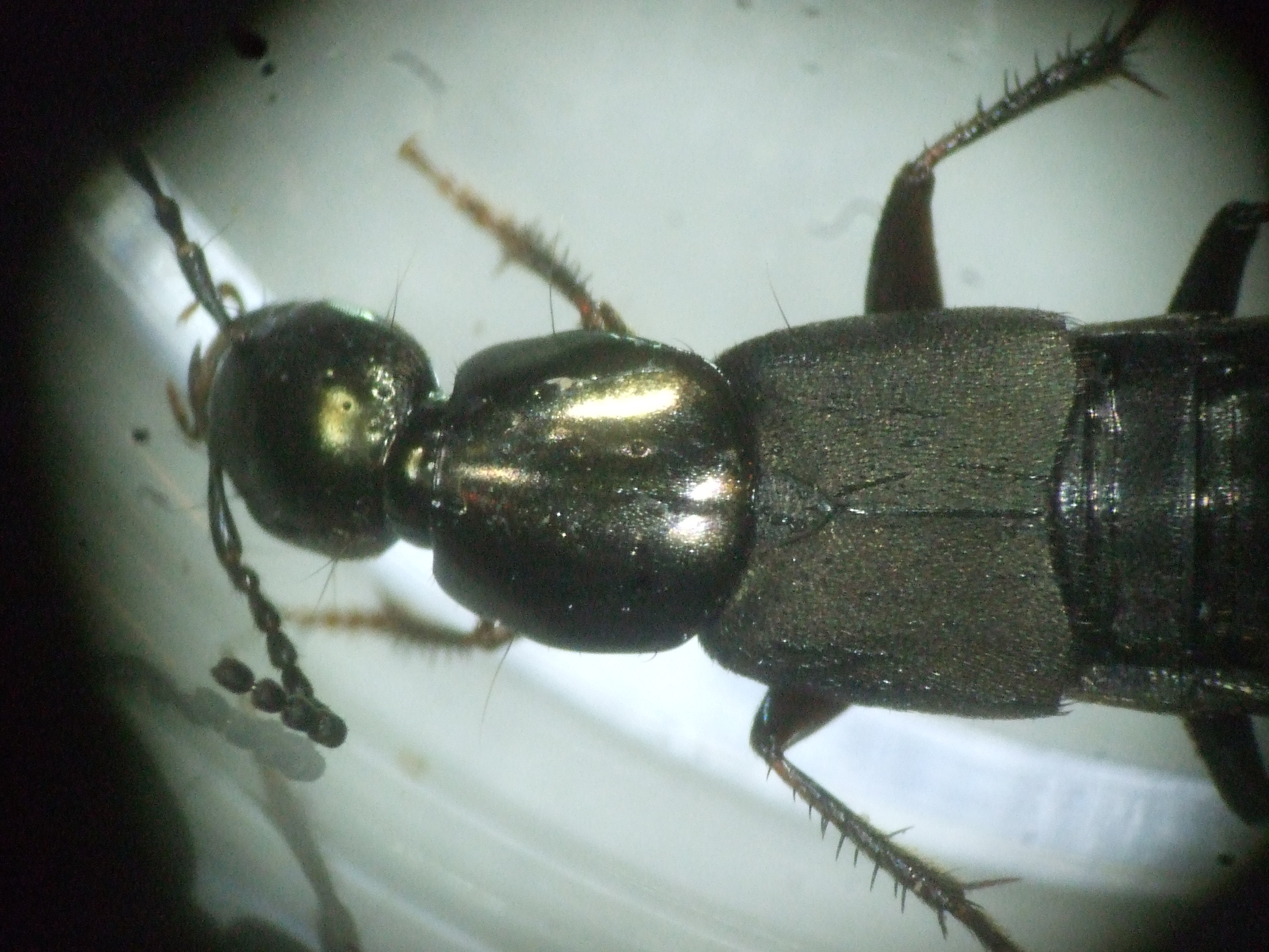 philonthus_decorus_vorderende.JPG