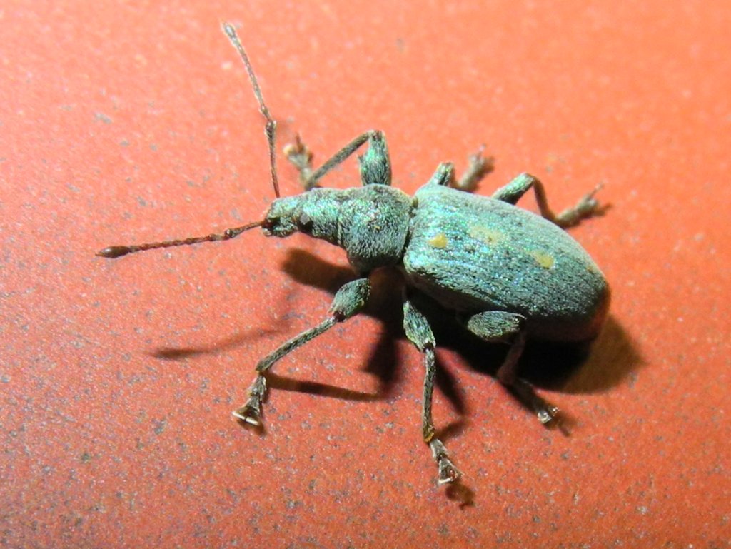 phyllobius_pomaceus3_1024.jpg