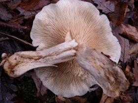 Pilz mit Fraßgängen