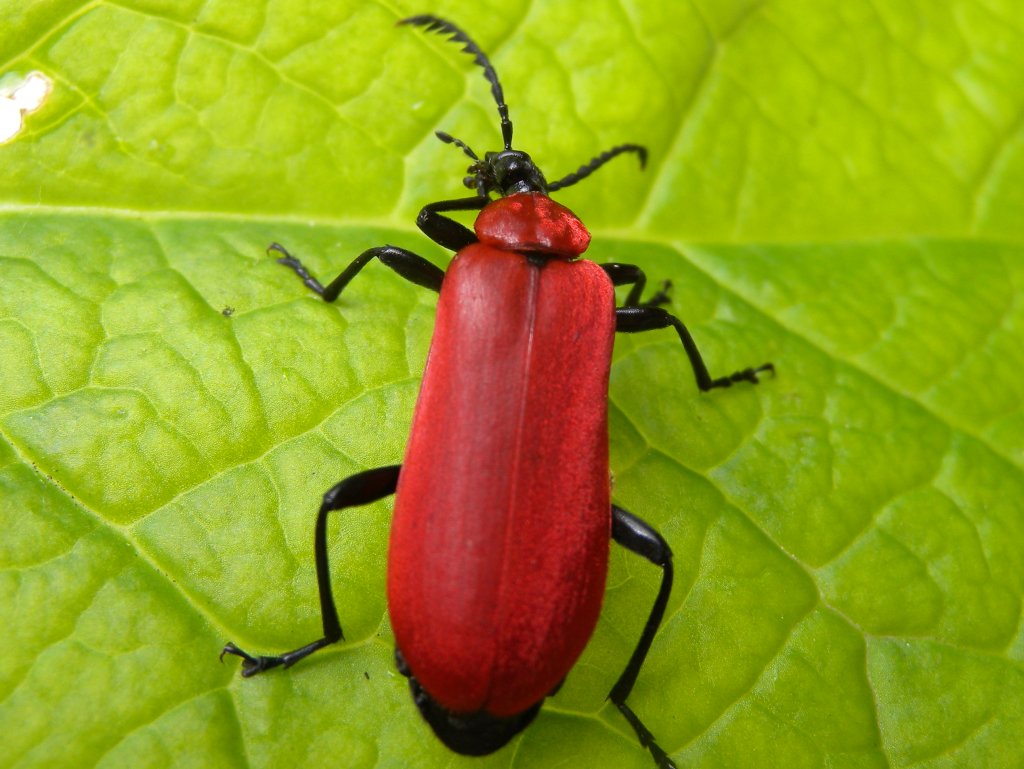 pyrochroa5_1024.jpg