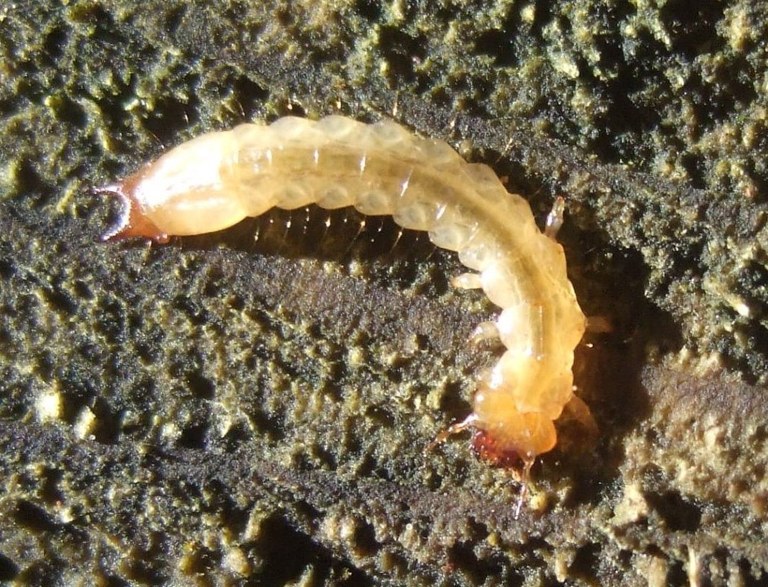 pyrochroa_larve5_1024.jpg