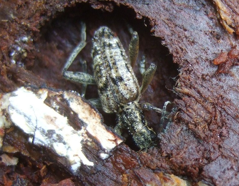 rhagium_inquisitor2_1024.jpg
