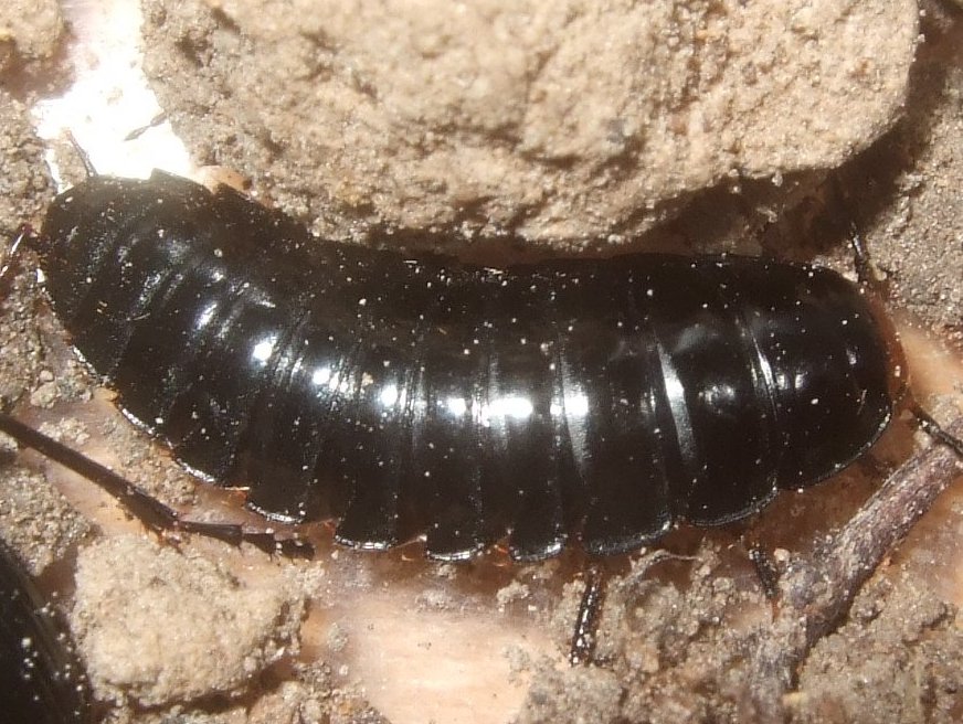 silphidae_larve1.jpg