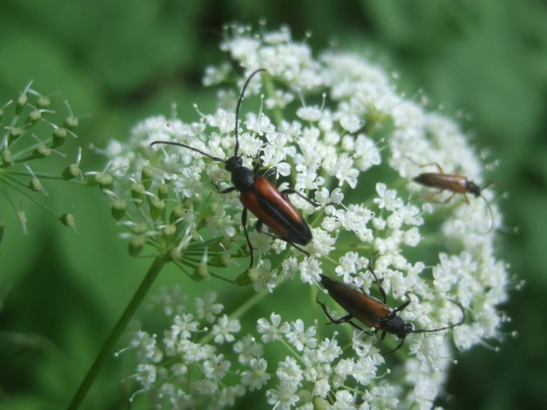 stenurella_melanura_1024.jpg