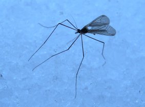 Wintermücke (Trichocera) auf Schnee