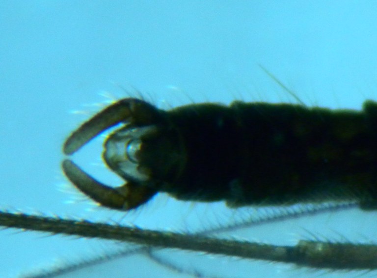 trichocera4_1024.jpg