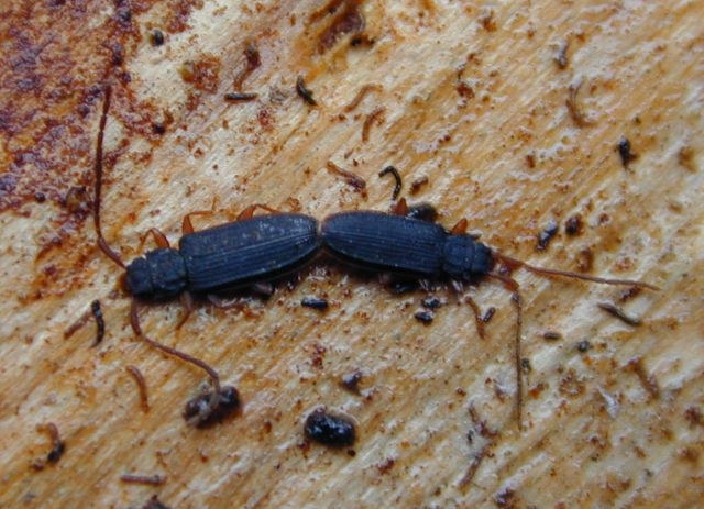 uleiota_planata.jpg