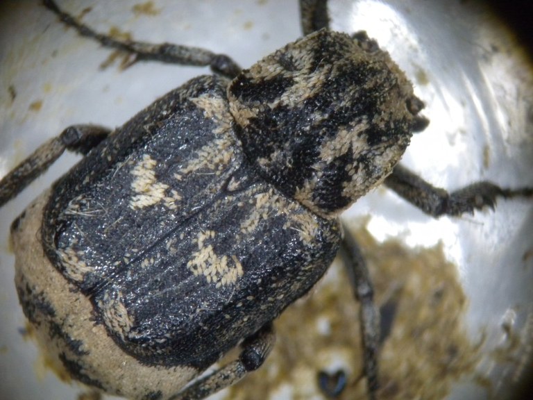valgus_hemipterus_1024.jpg