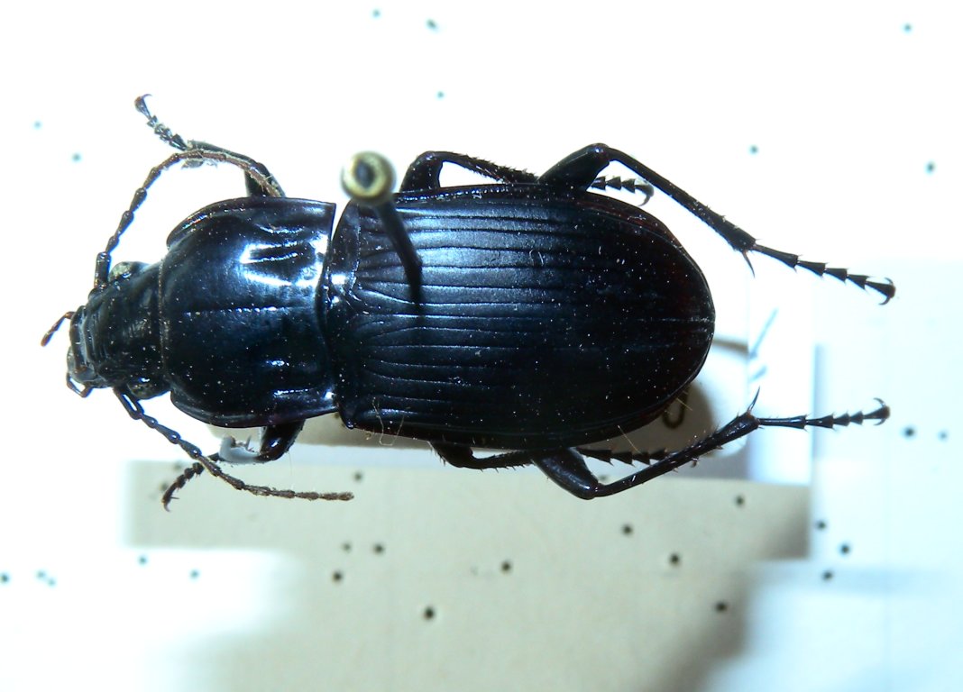 abax_parallelepipedus0_1024.jpg