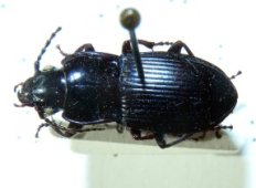 abax_parallelus10_230.jpg