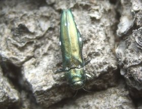 Agrilus biguttatus