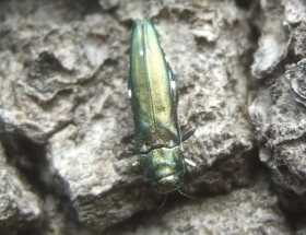 agrilus_biguttatus_280.jpg