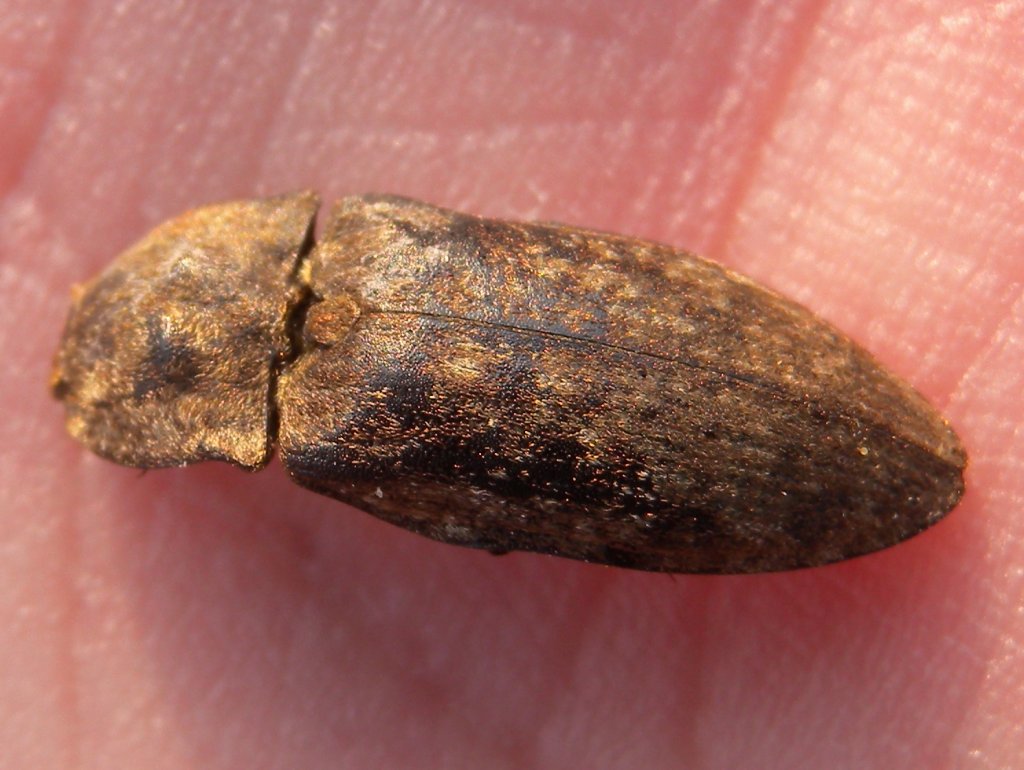 agrypnus_murinus2_1024.jpg