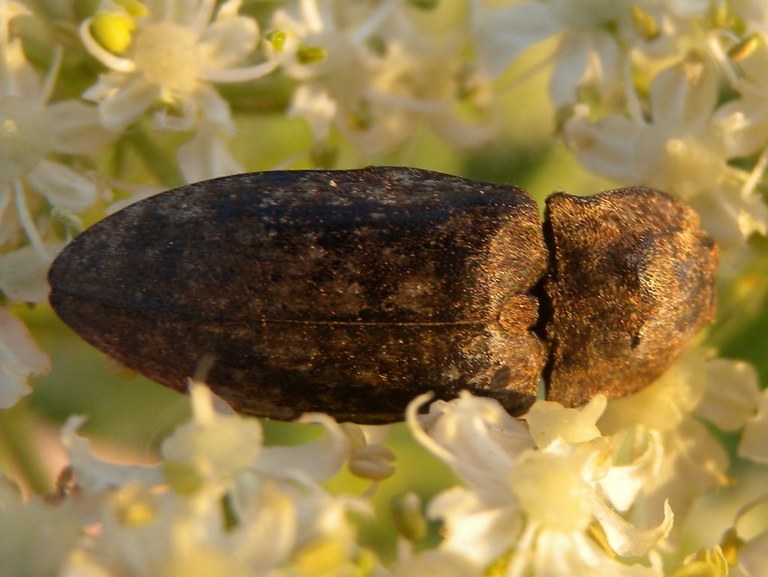 agrypnus_murinus_1024.jpg