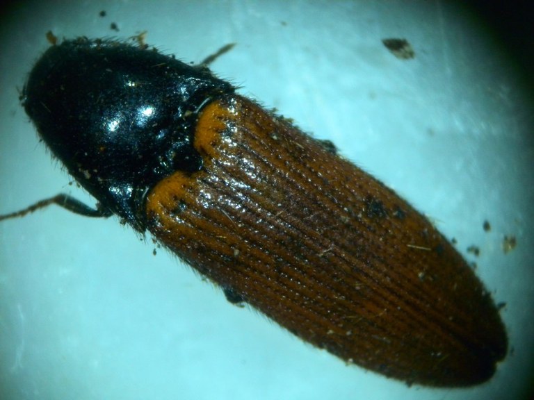 ampedus_1024.jpg
